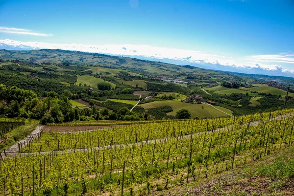 Langhe, üzüm bağları Piedmont - İtalya