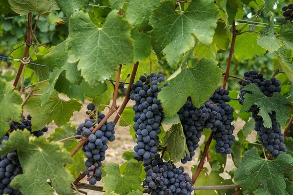 Vinice čekají na sklizeň — Stock fotografie