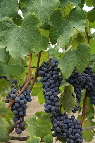 Vinhas à espera da colheita — Fotografia de Stock