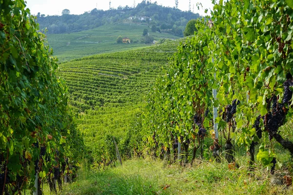 Druiven en wijngaarden — Stockfoto