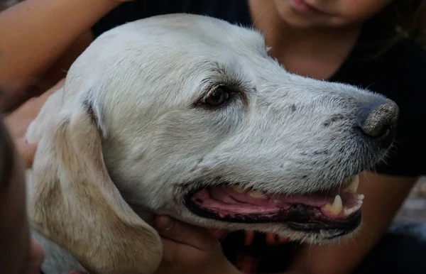 Trüffelhund in der Langhe — Stockfoto