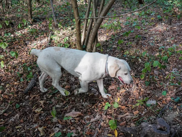 Το σκυλί Τρούφα σε Langhe — Φωτογραφία Αρχείου
