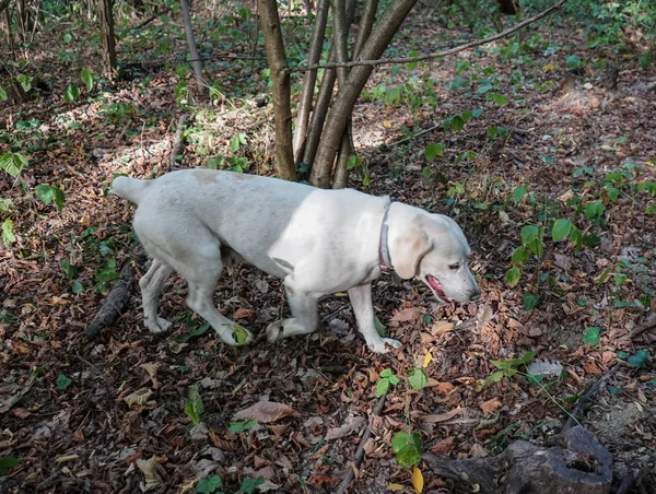 Truffle dog in the Langhe — Stock Photo, Image