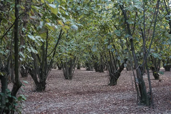 Campo coberto de avelãs — Fotografia de Stock