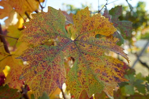 Langhe vinblad — Stockfoto