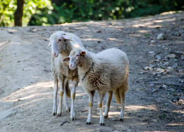 Sheeps — Stockfoto