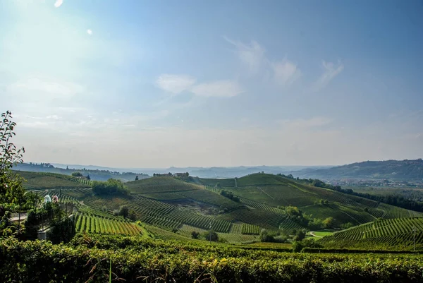 Vineyard of Langhe, Piedmont - Italy — Stock Photo, Image