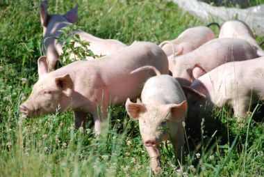 Bazı domuzlar çayırda koşar.