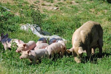Yiyecek arayan bazı domuz yavruları