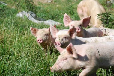 Bazı domuzlar çayırda koşar.