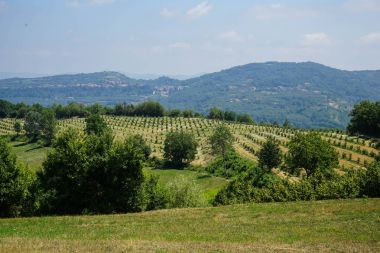 Langhe tepelerde fındık