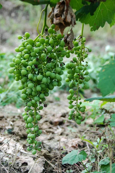 Szőlő még mindig keserédes csomó — Stock Fotó