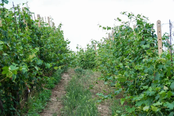 Vinhedo de Langhe, Piemonte - Itália — Fotografia de Stock