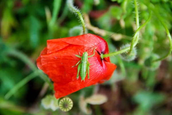 Red poppy with a cricket — Stock Photo, Image