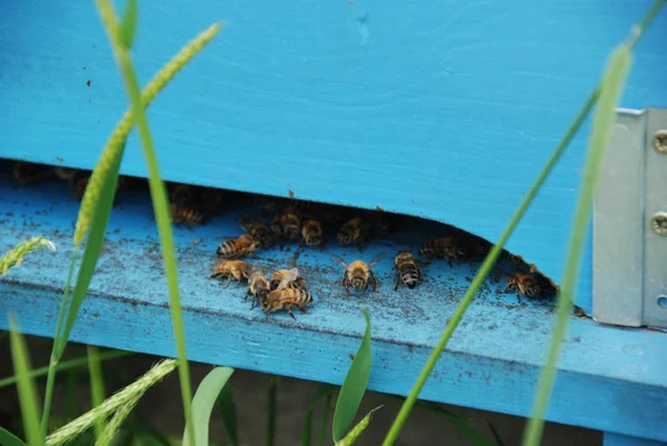 Οι μέλισσες στην είσοδο της κυψέλης τους — Φωτογραφία Αρχείου