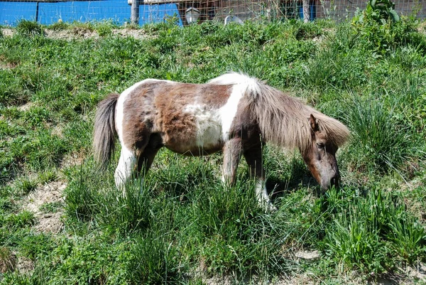 Een grazende pony — Stockfoto