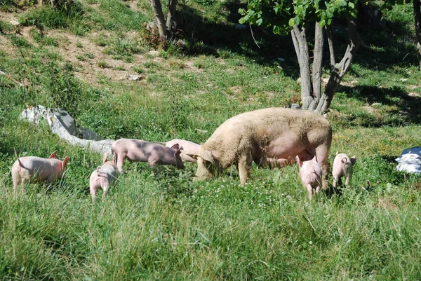 Sommige biggen rennen in een weiland — Stockfoto