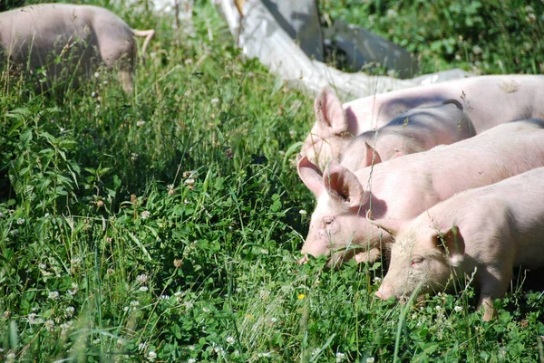 Some piglets run in a meadow — Stock Photo, Image