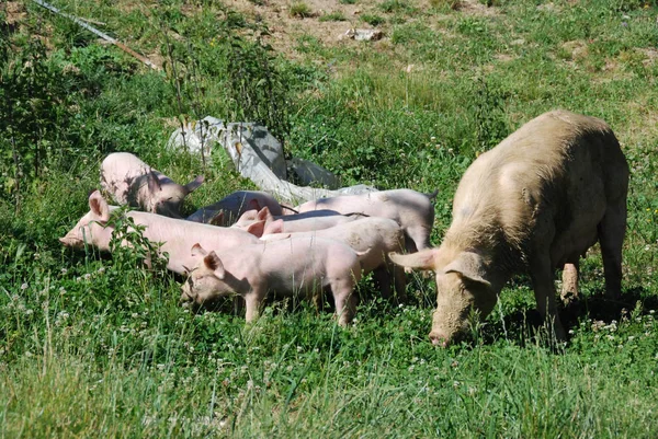 초원을 뛰어다니는 새끼 돼지들 — 스톡 사진