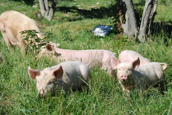 초원을 뛰어다니는 새끼 돼지들 — 스톡 사진
