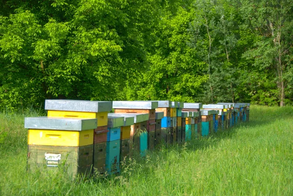 Bienenstock auf einer Wiese — Stockfoto