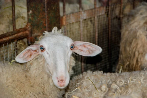 Melk schapen in een stal — Stockfoto