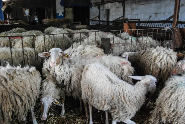 Leite ovelhas em um estábulo — Fotografia de Stock