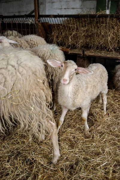 Leite ovelhas em um estábulo — Fotografia de Stock