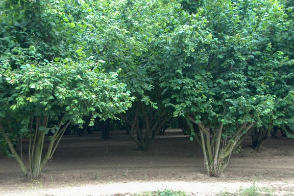 Campo con avellanas — Foto de Stock