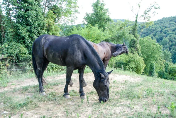 Paarden grazen in een veld met gras — Stockfoto
