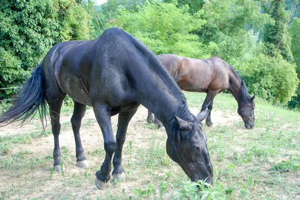 Paarden grazen in een veld met gras — Stockfoto