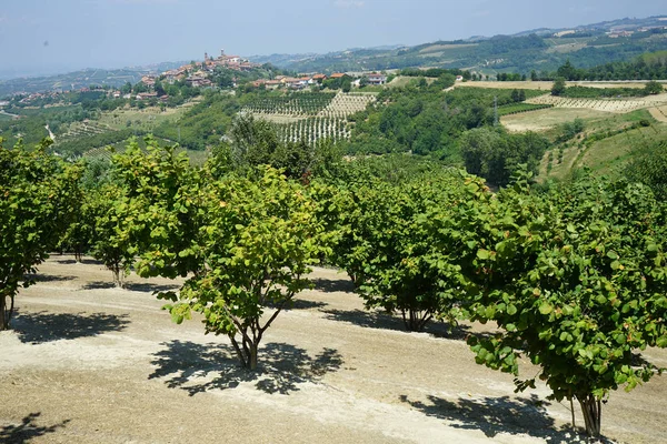 Orzechy laskowe na wzgórzach Monferrato — Zdjęcie stockowe