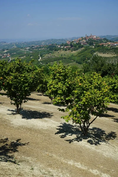 Nocciole sulle colline delle Langhe — Foto Stock