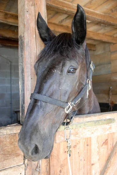 Head of a horse in the stable — Stock Photo, Image