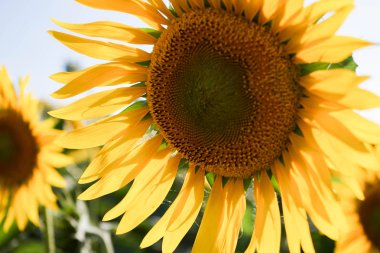 Alacakaranlıkta ayçiçeği alan