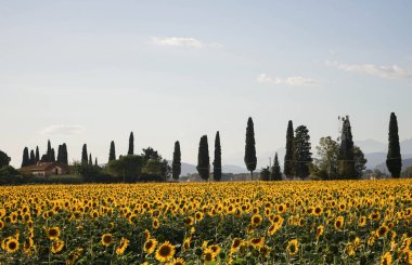 Alacakaranlıkta ayçiçeği alan