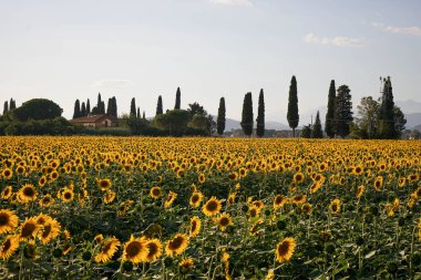 Alacakaranlıkta ayçiçeği alan
