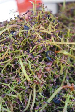 Kabuğu çıkarılmış tane üzüm kırma sonra