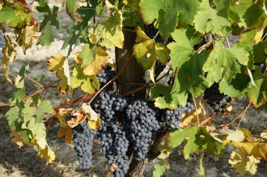 Üzüm bağları Barolo, çevresinde Piedmont - İtalya