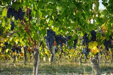 Üzüm bağları Barolo, çevresinde Piedmont - İtalya