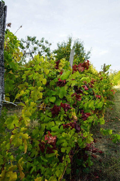 Vine leaves in a vineyard around La Morra, Piedmont - Italy