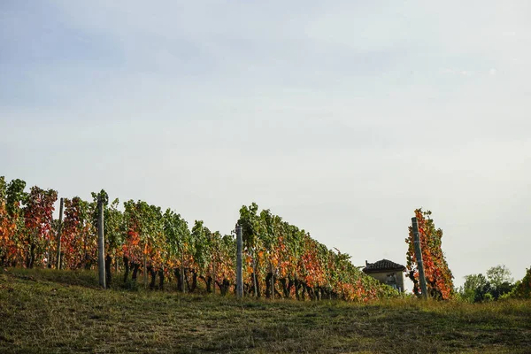 ラ ・ モッラ周辺ブドウ園ピエモンテ州 - イタリア — ストック写真