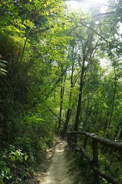 Chemin dans une forêt — Photo