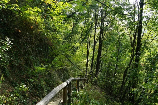 Chemin dans une forêt — Photo