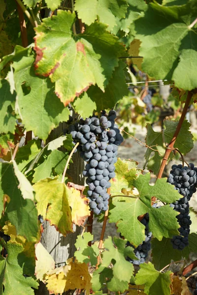 Vinice v okolí Barolo, Piemont - Itálie — Stock fotografie