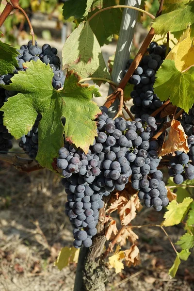 Wijngaarden rond Barolo, Piemonte - Italië — Stockfoto