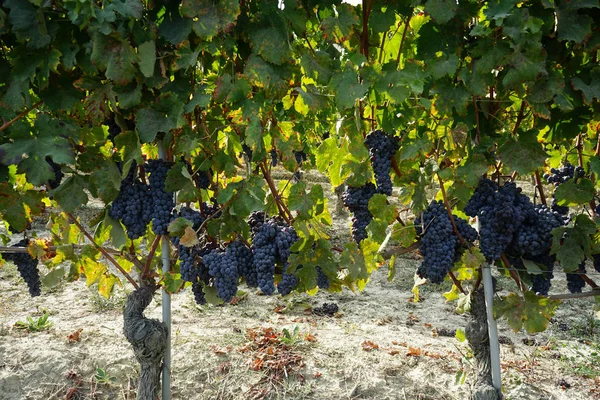 Szőlőültetvények, ezen a környéken: Barolo, Piemont - Olaszország — Stock Fotó