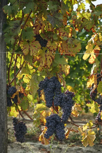 Vingårdarna runt Barolo, Piemonte - Italien — Stockfoto