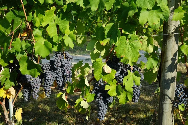 Виноградники навколо Бароло, П'ємонт - Італія — стокове фото