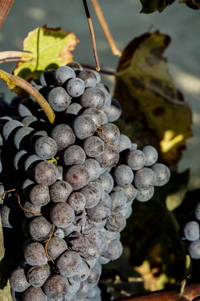 Виноградники вокруг Бароло, Пьемонт - Италия — стоковое фото